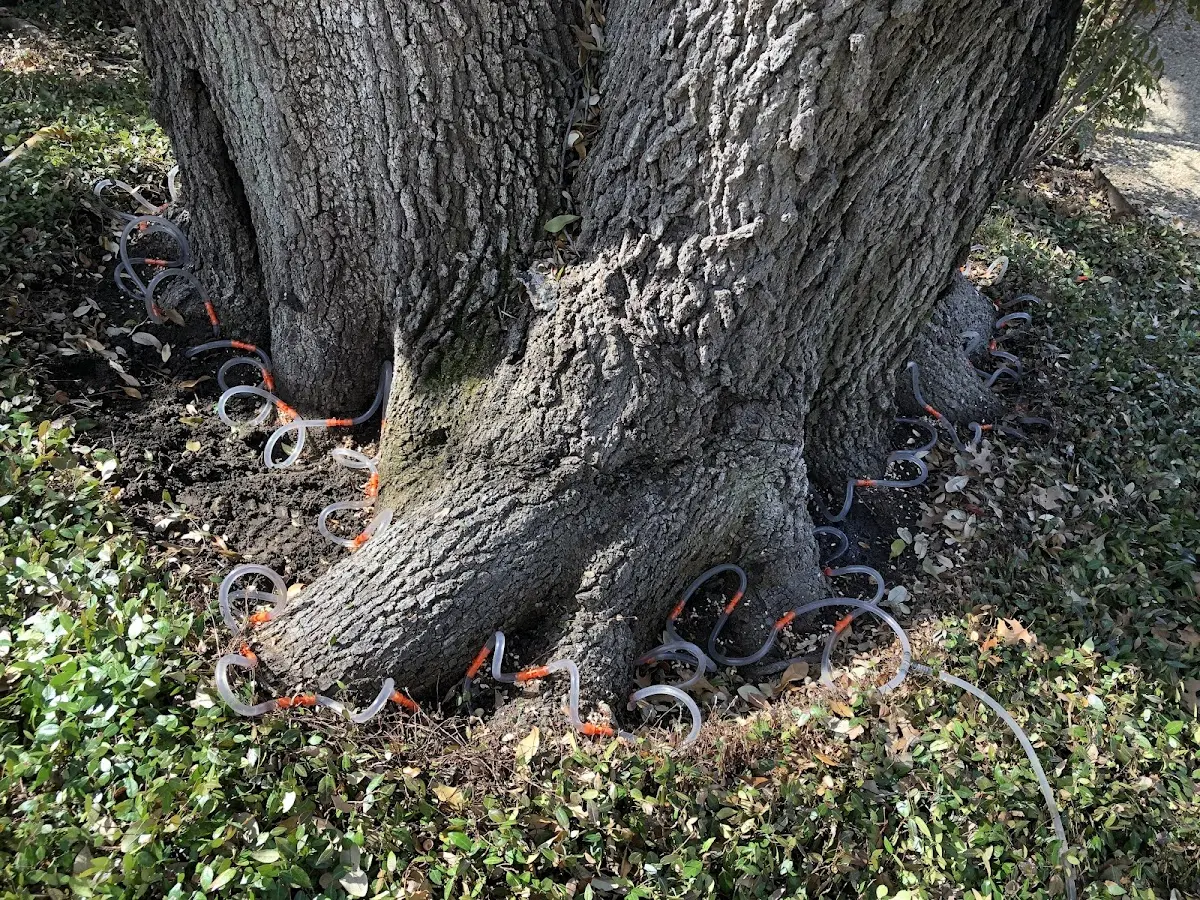 Detailed Tree Cabling and Bracing job site in Wynnburg