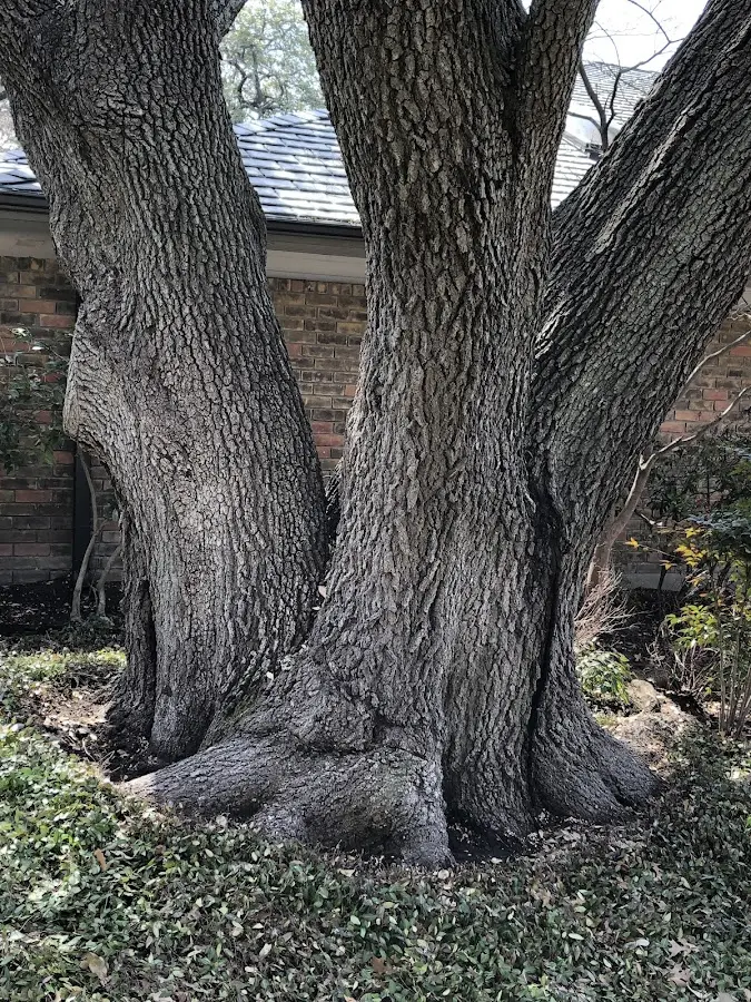 Mature heritage tree close to a Wynnburg property cared for by certified arborists