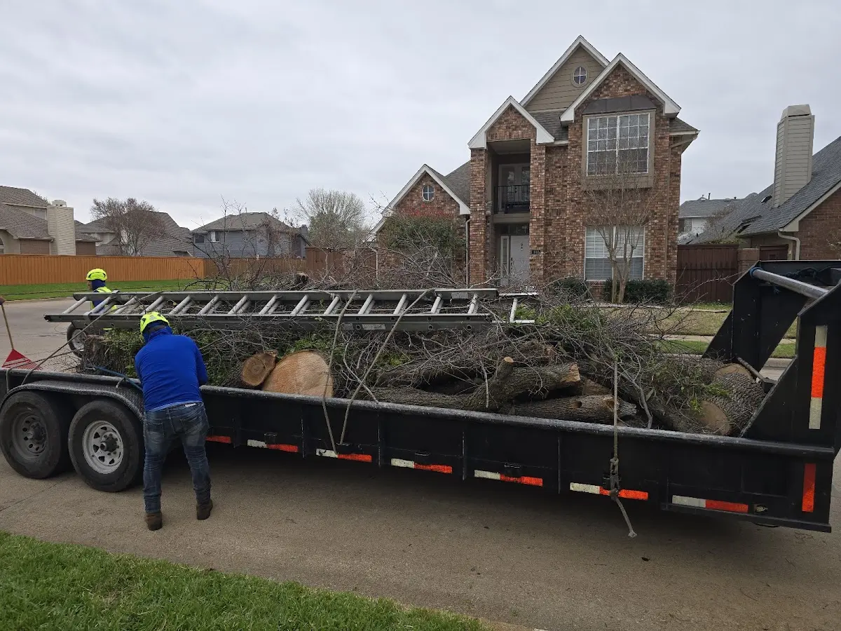 Expert Tree Removal with proper safety equipment in Wynnburg